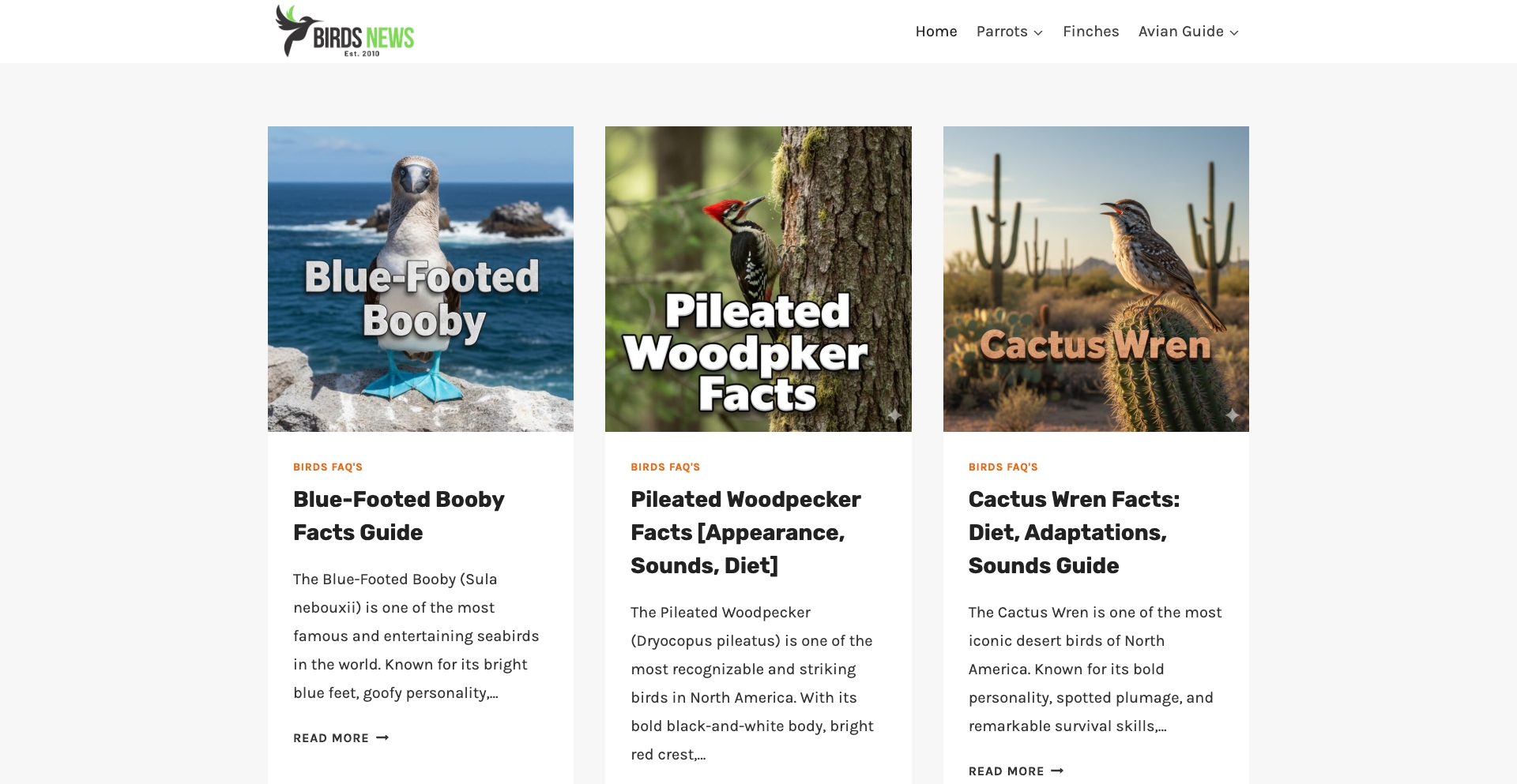 Birdsnews template programmatic SEO template - 3 monthly traffic