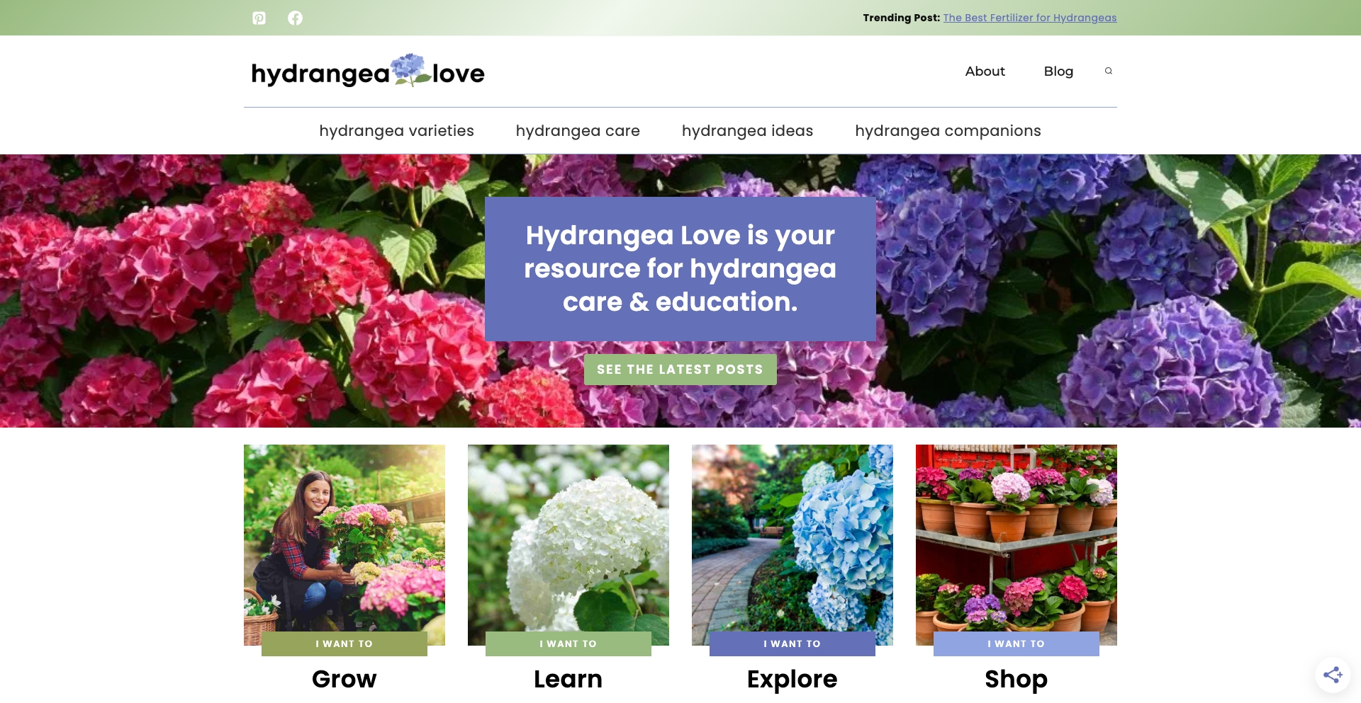 Hydrangea Love plant-guide programmatic SEO template - 670 monthly traffic