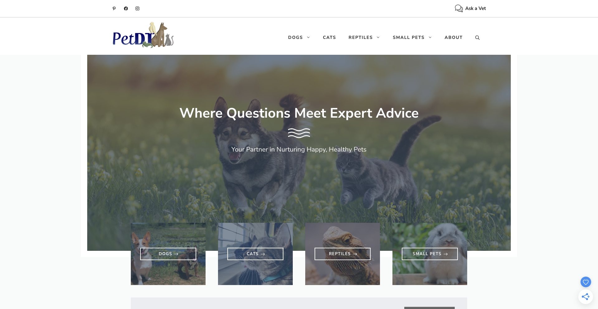 PetDT content programmatic SEO template - 0 monthly traffic